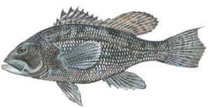 Black Seabass