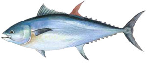 Bluefin Tuna