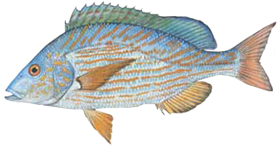 Hog Fish