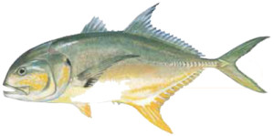 Jack Crevalle