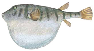 Puffer Fish