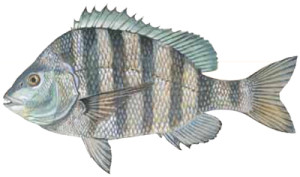 Sheepshead