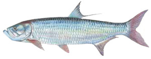 Tarpon